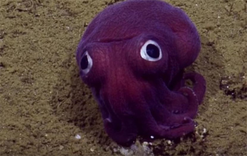 《地铁跑酷》版本介绍：清凉海底世界